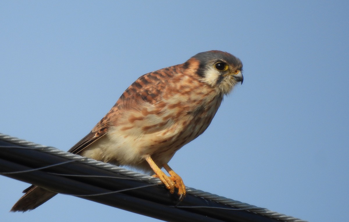American Kestrel - ML645752411