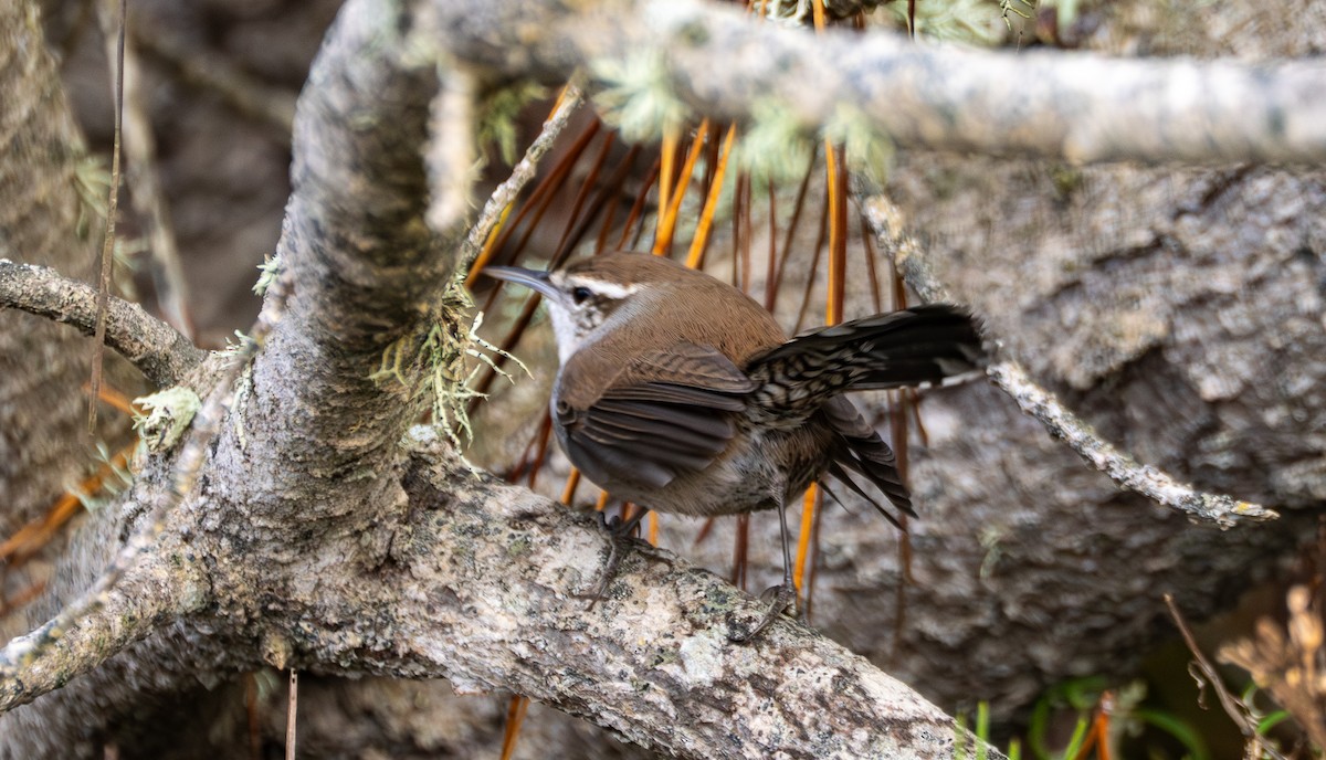 Troglodyte de Bewick - ML645752417