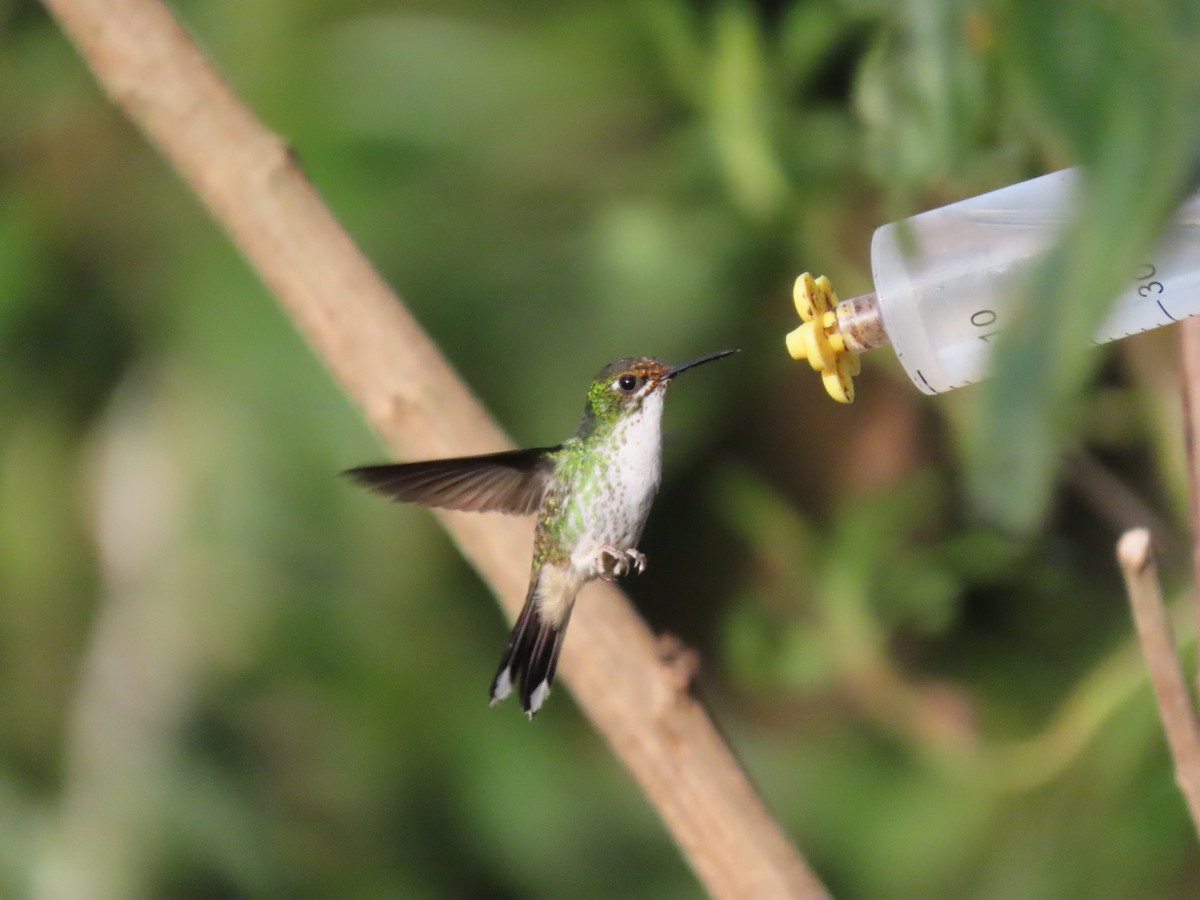 White-booted Racket-tail - ML645752428