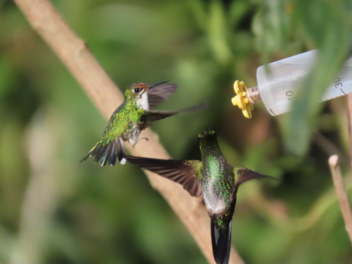 White-booted Racket-tail - ML645752429