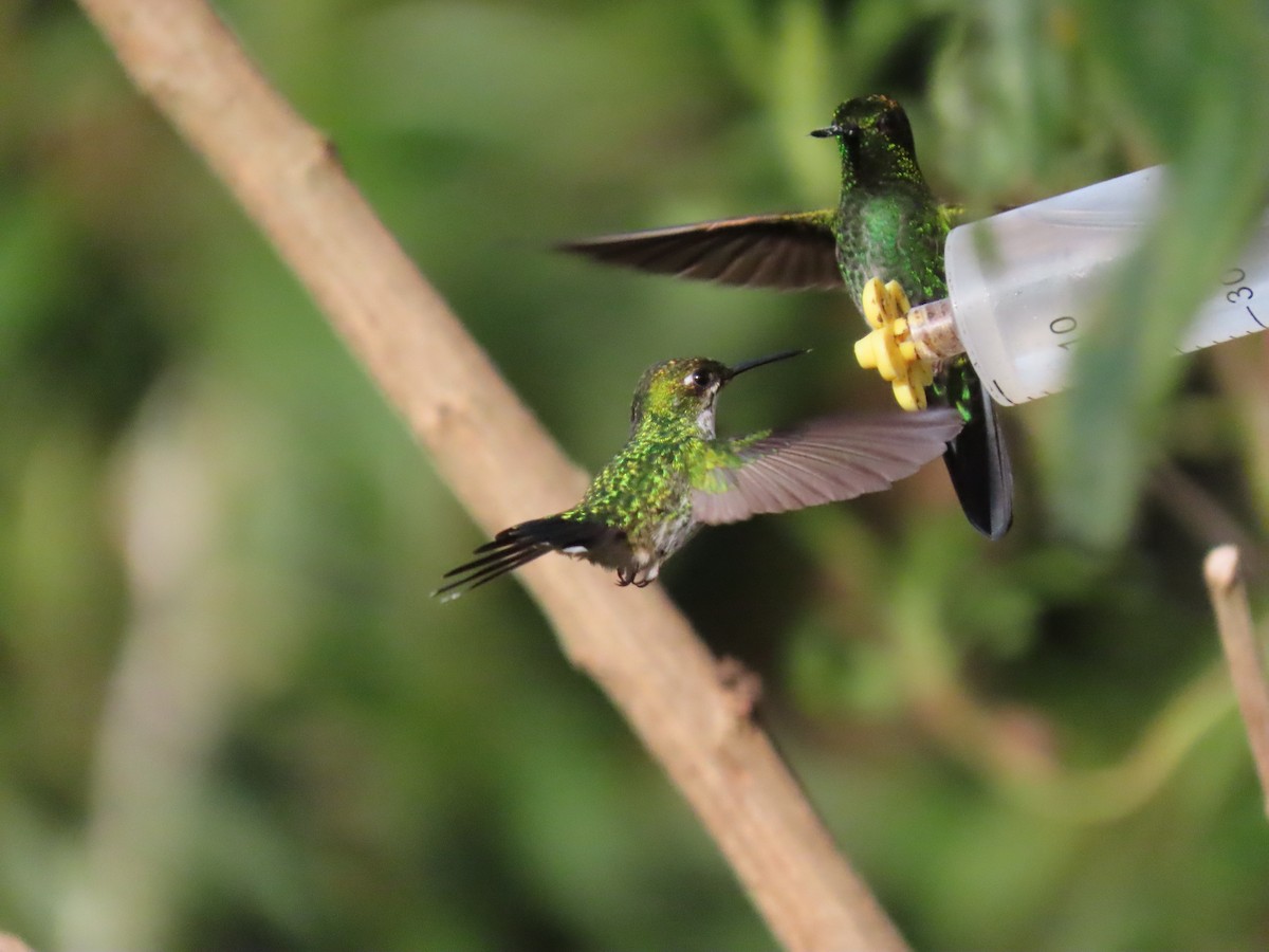 White-booted Racket-tail - ML645752430