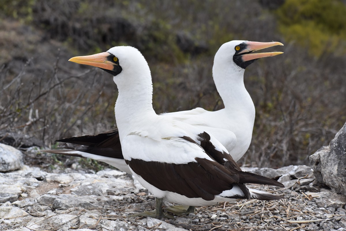 terej tichomořský - ML645752449