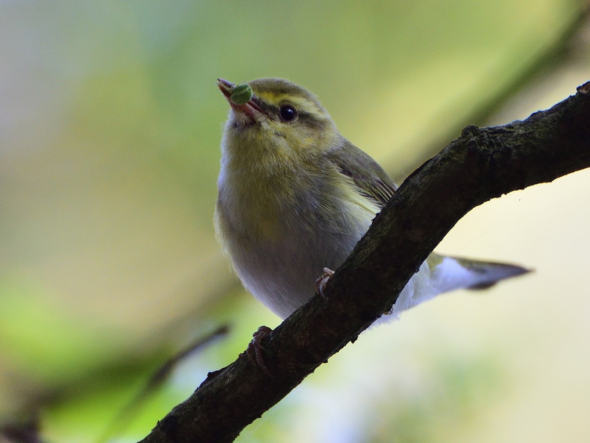 Пеночка-трещотка - ML645752455