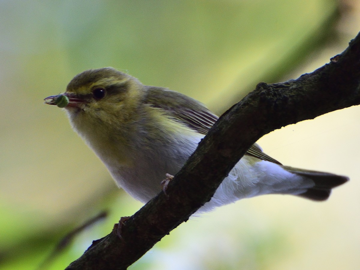 Пеночка-трещотка - ML645752456