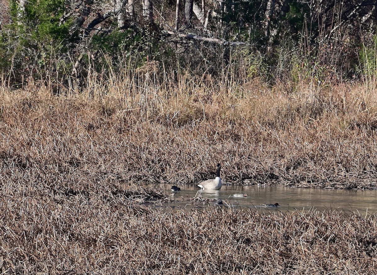 小水鴨 - ML645752459