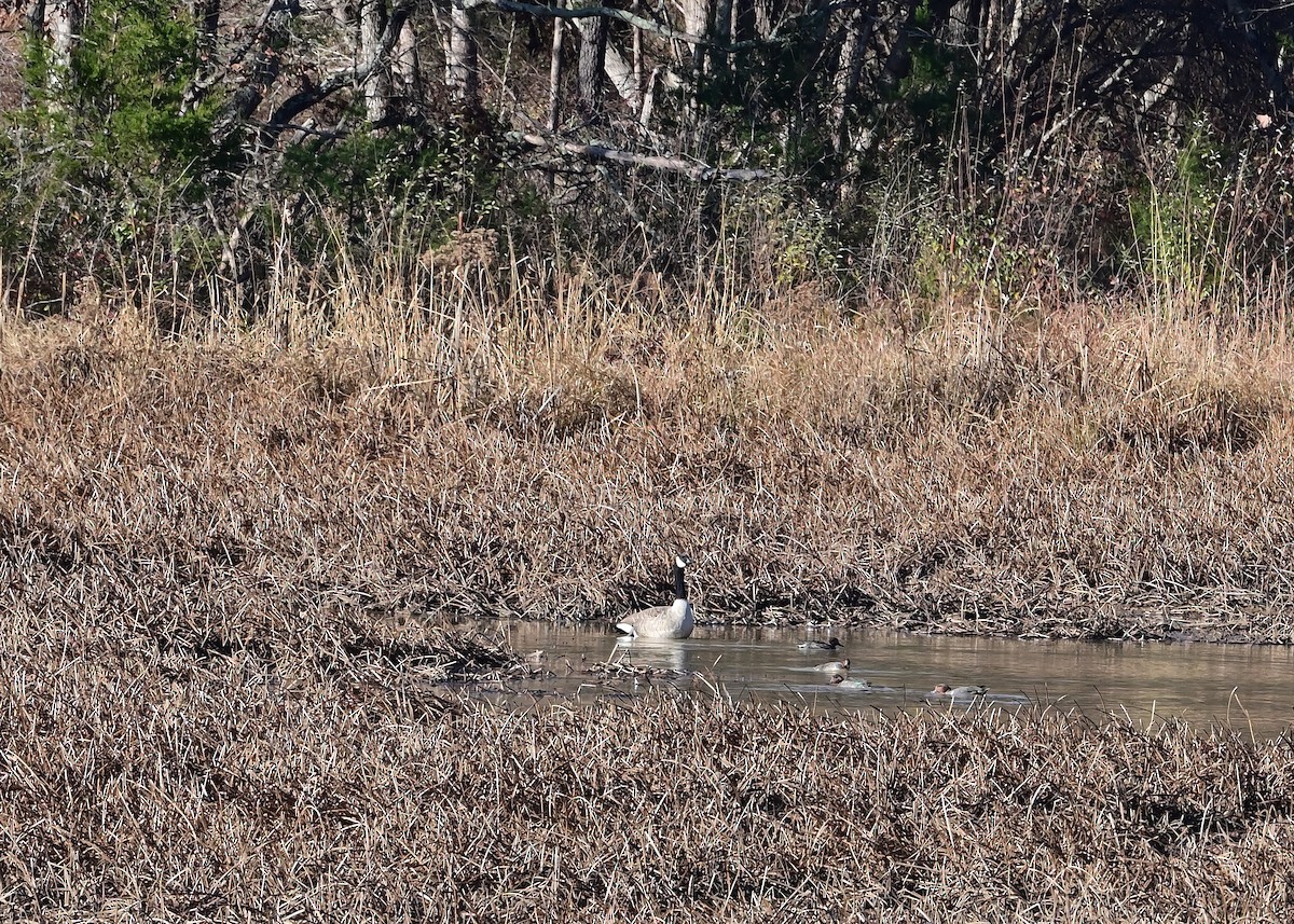 小水鴨 - ML645752460