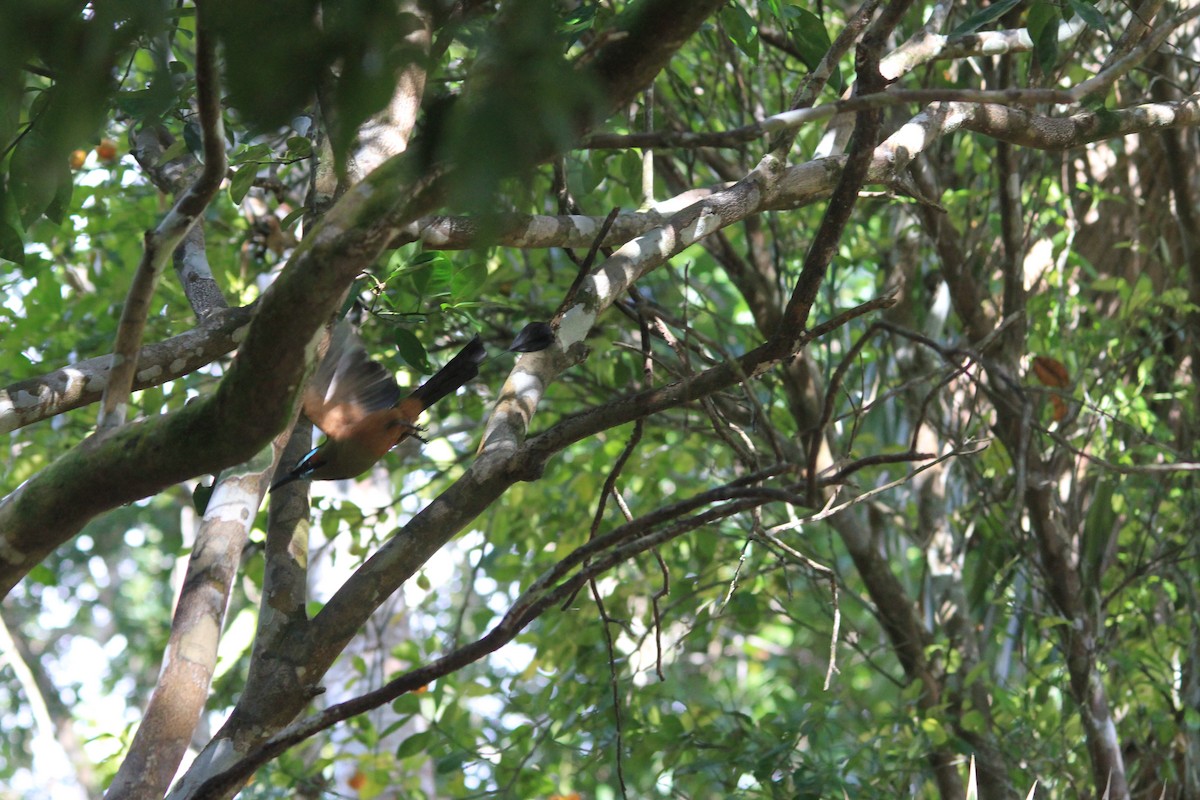 Момот рудочеревий - ML645752476