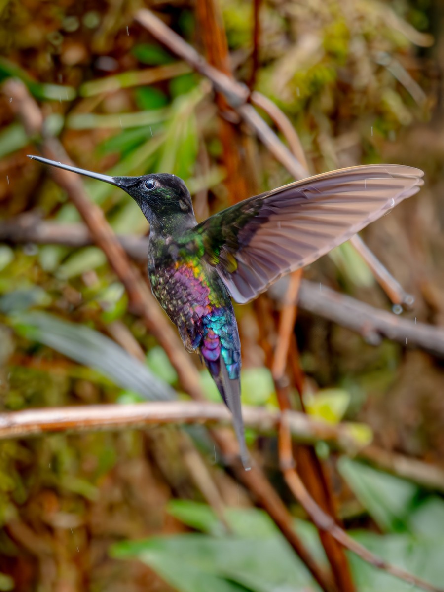 ゴシキインカハチドリ - ML645752483