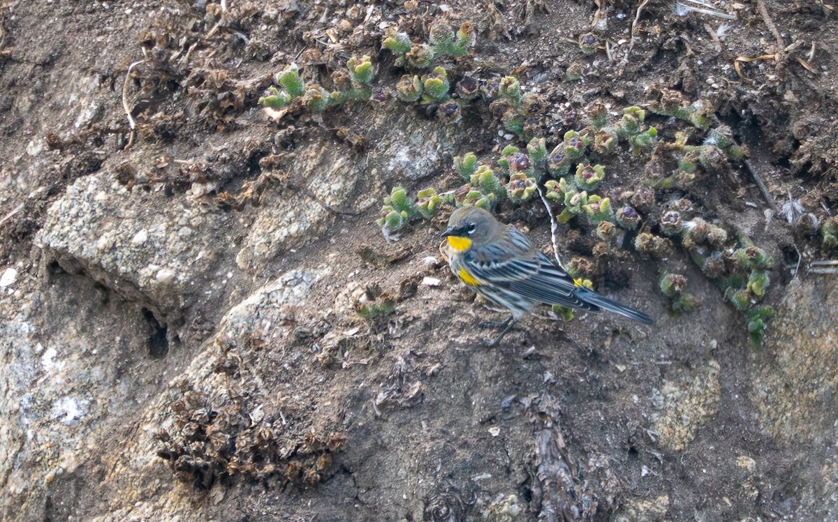Paruline à croupion jaune - ML645752491