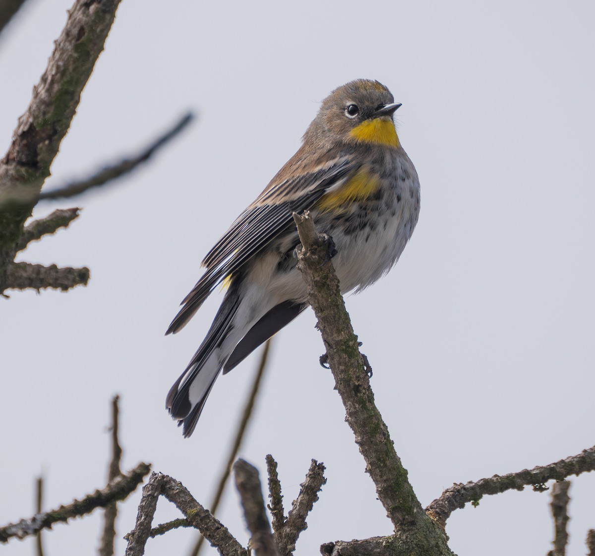 Paruline à croupion jaune - ML645752492