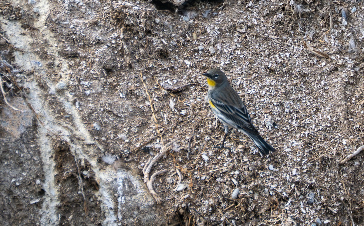 Paruline à croupion jaune - ML645752493