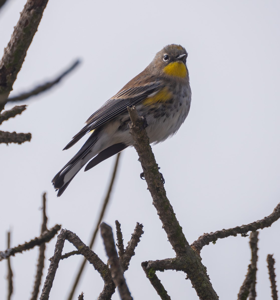 Paruline à croupion jaune - ML645752495