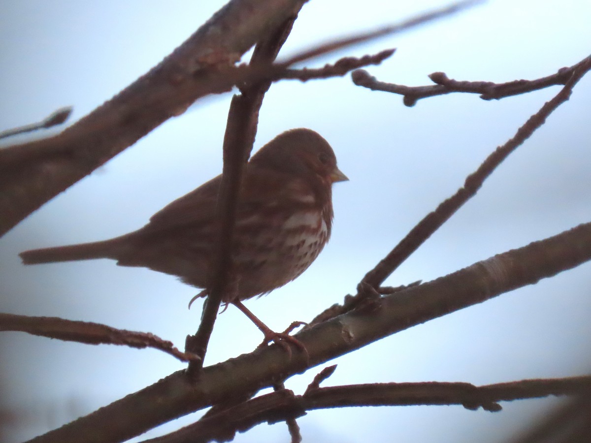 Fox Sparrow - ML645752515