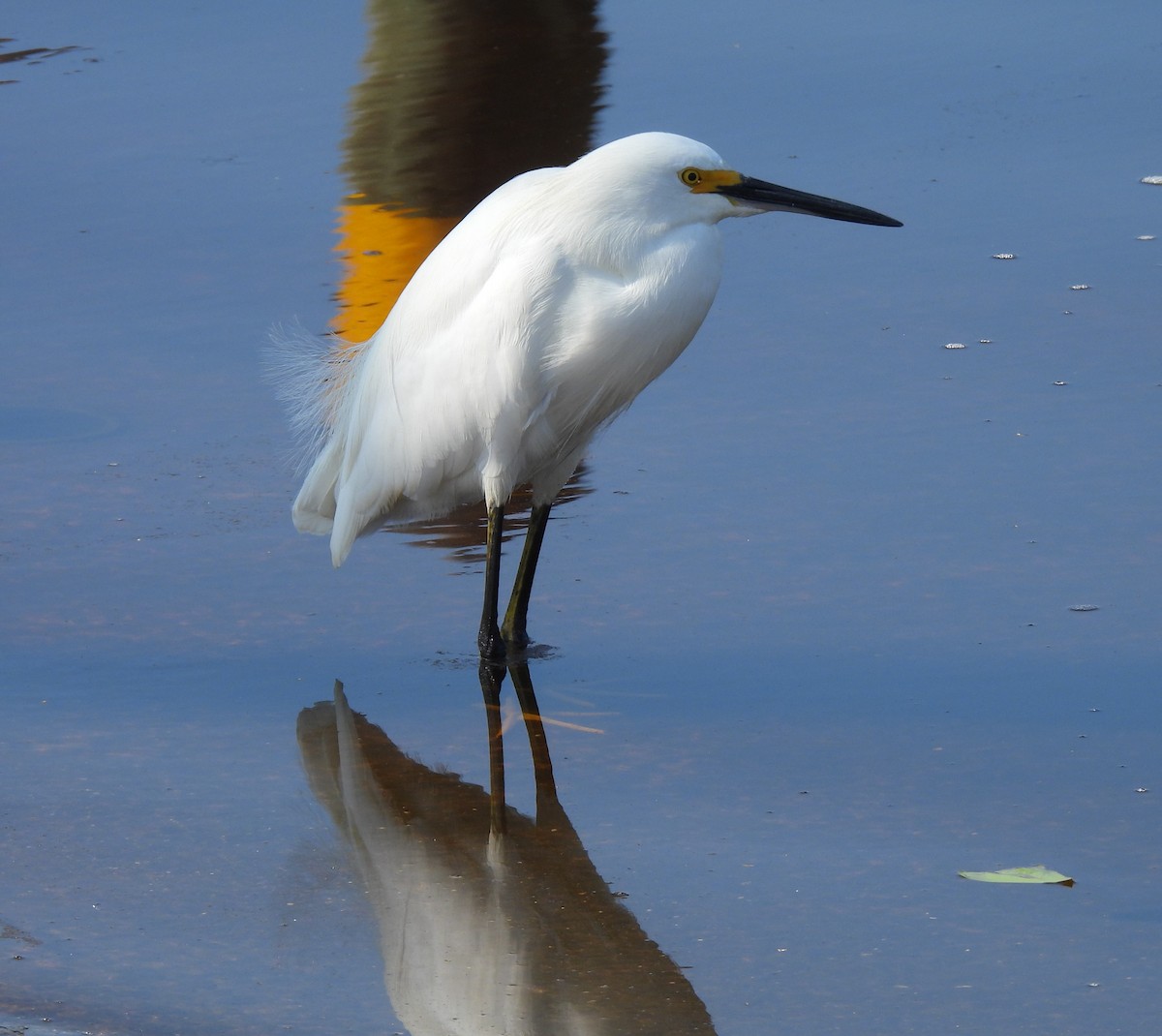 Snowy Egret - ML645752517