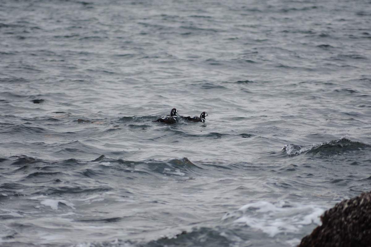 Harlequin Duck - ML645752526
