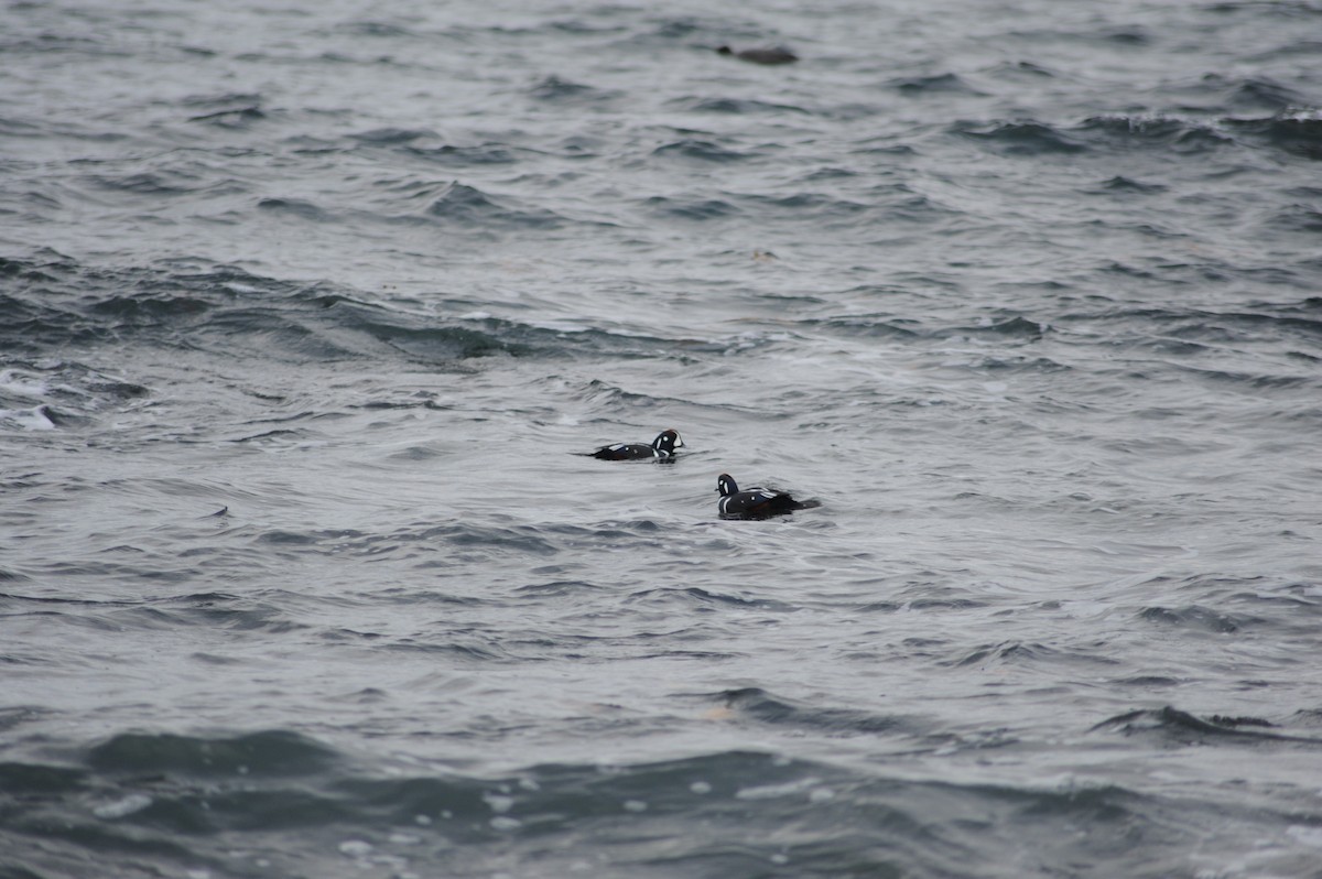 Harlequin Duck - ML645752527