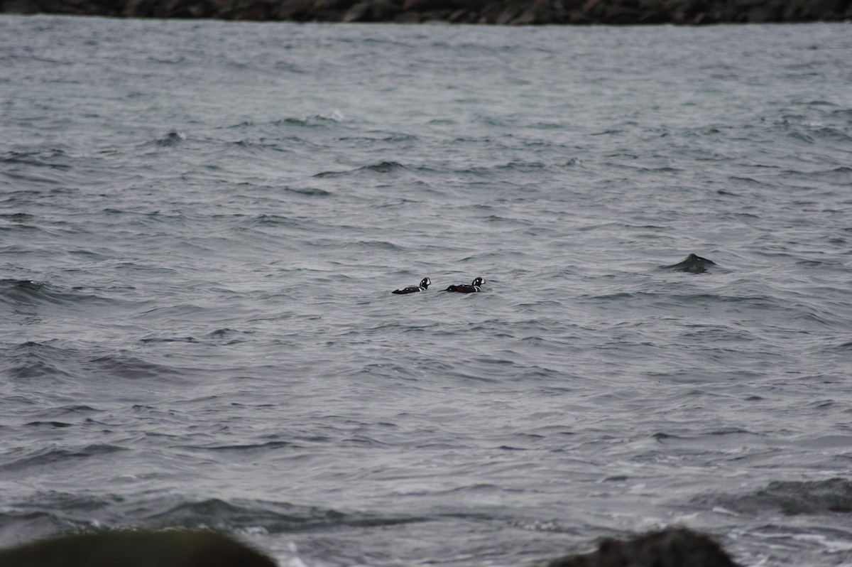 Harlequin Duck - ML645752528