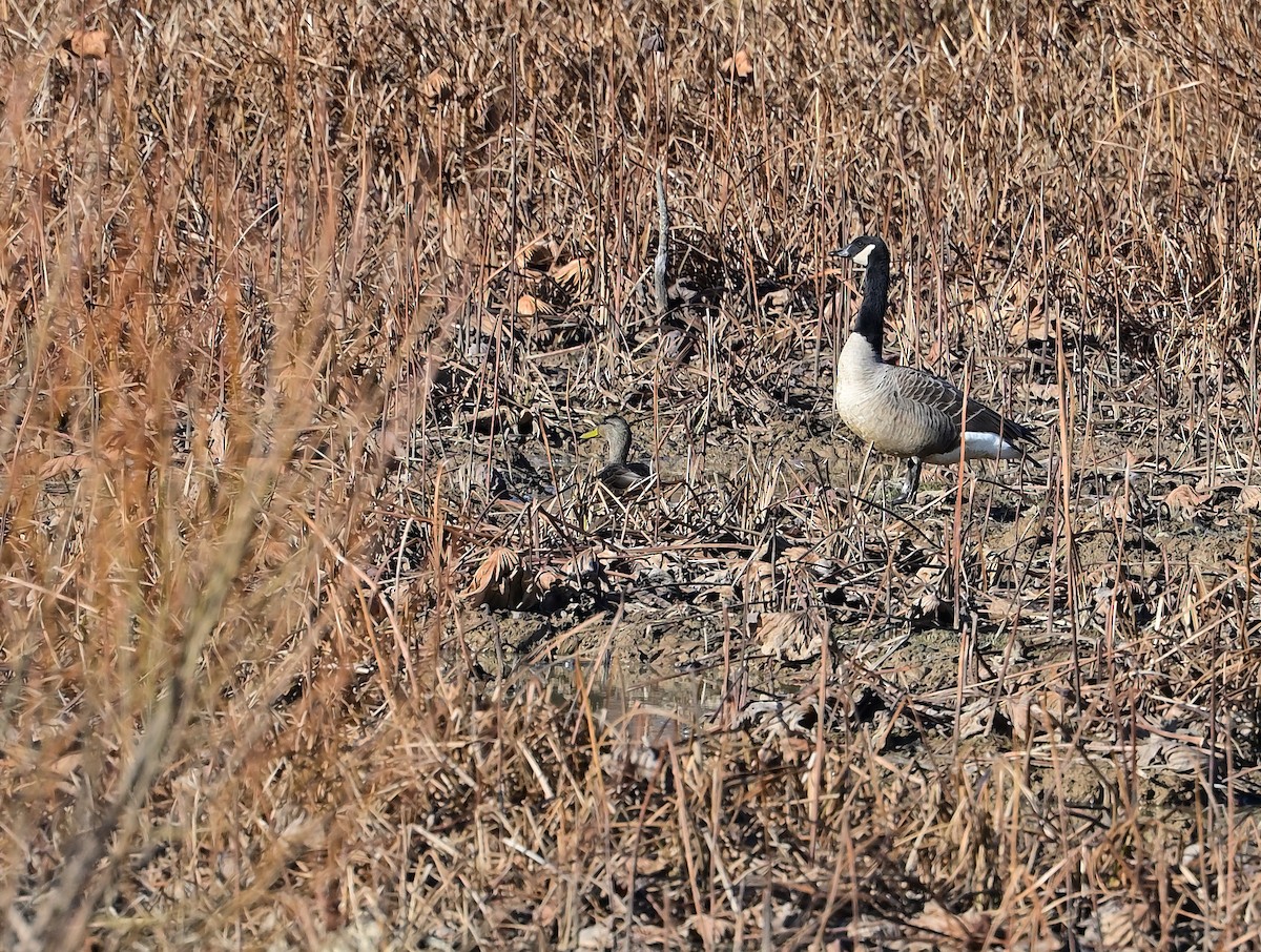 American Black Duck - ML645752529
