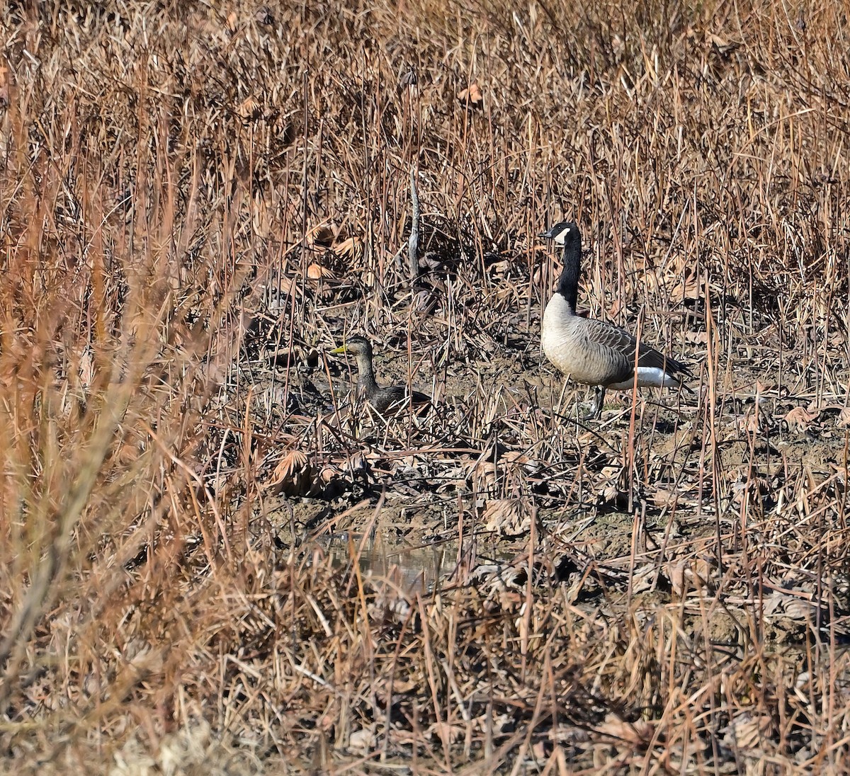 American Black Duck - ML645752530