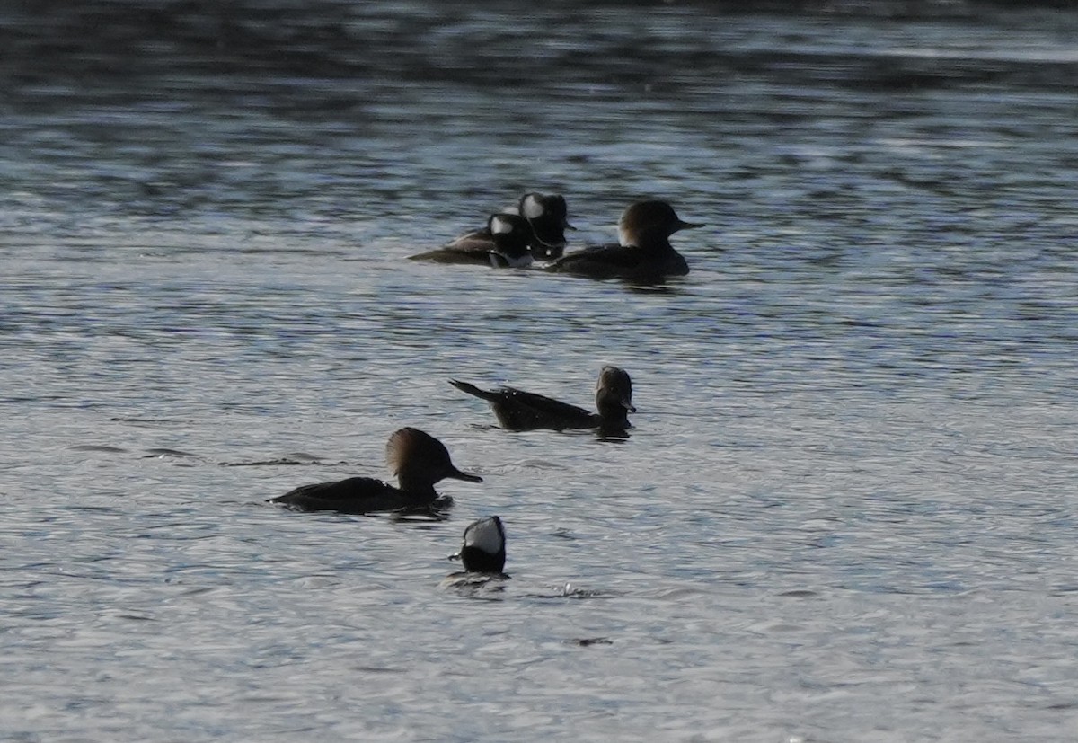 Hooded Merganser - ML645752537