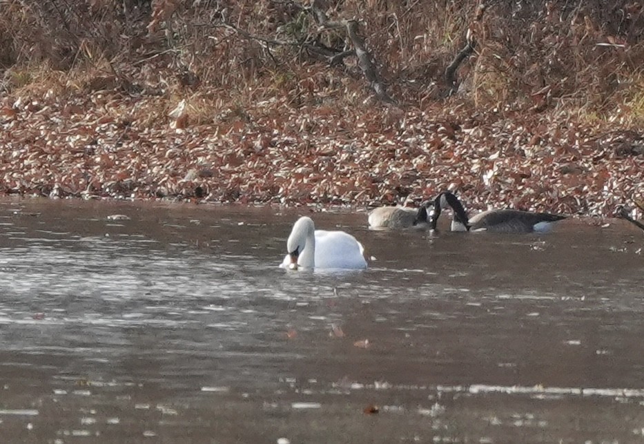 Mute Swan - ML645752549