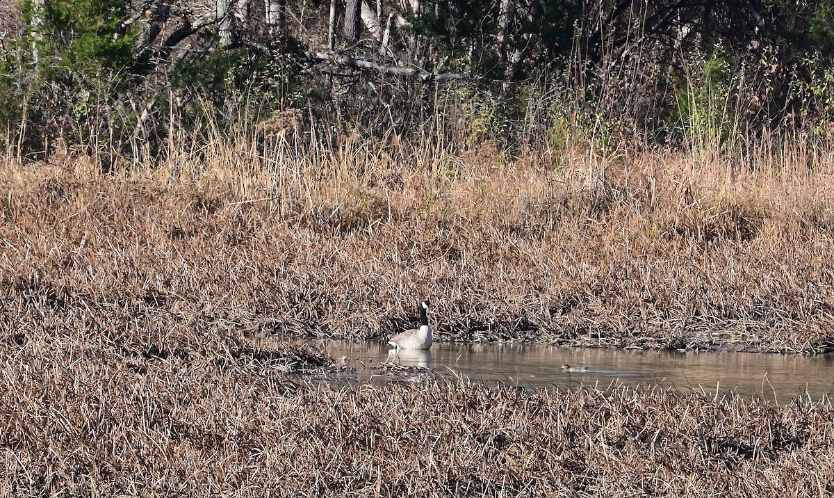 Canada Goose - ML645752550