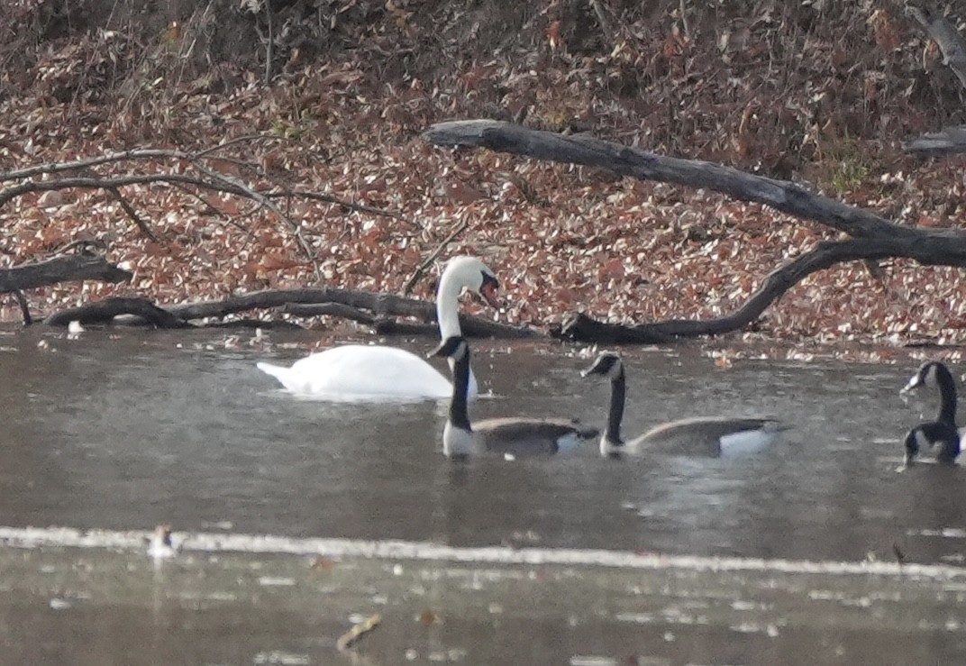 Mute Swan - ML645752552
