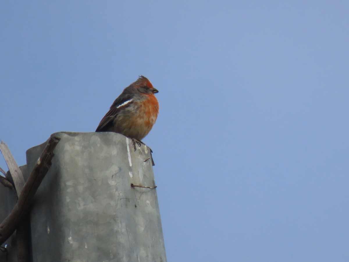 White-tipped Plantcutter - ML645752554