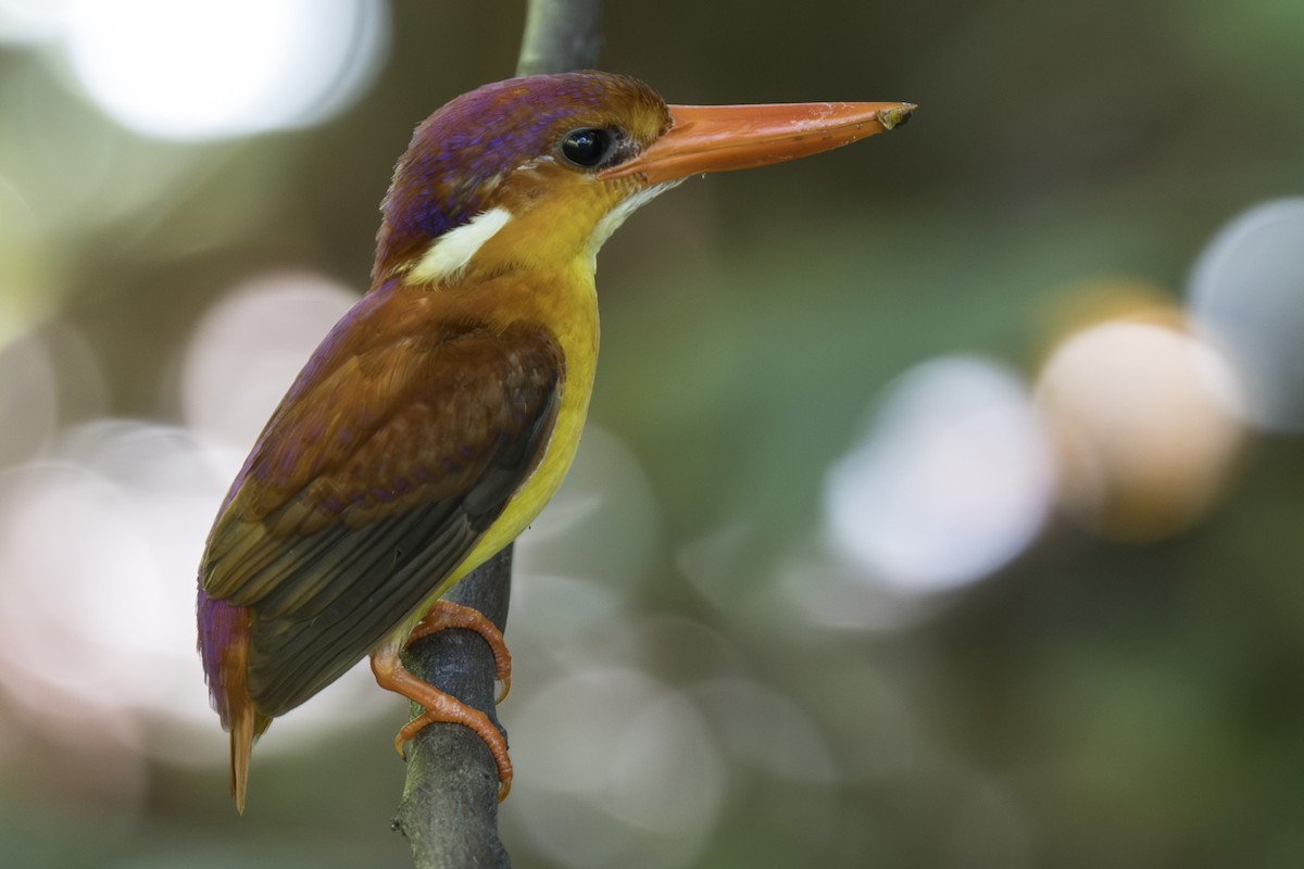 Rufous-backed Dwarf-Kingfisher - ML645752562