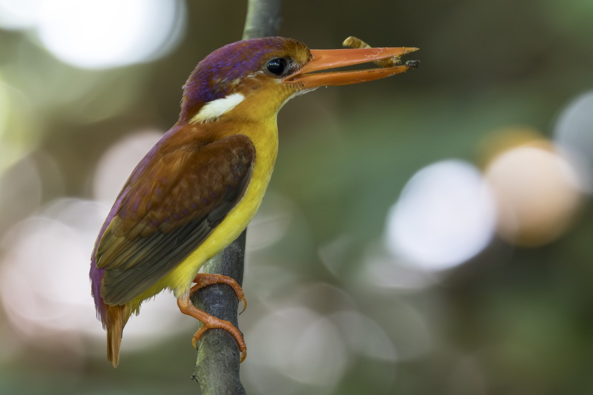 Rufous-backed Dwarf-Kingfisher - ML645752563