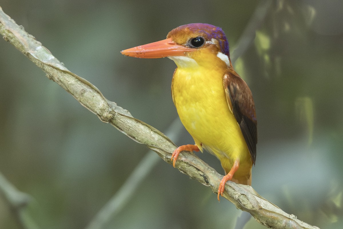 Rufous-backed Dwarf-Kingfisher - ML645752564