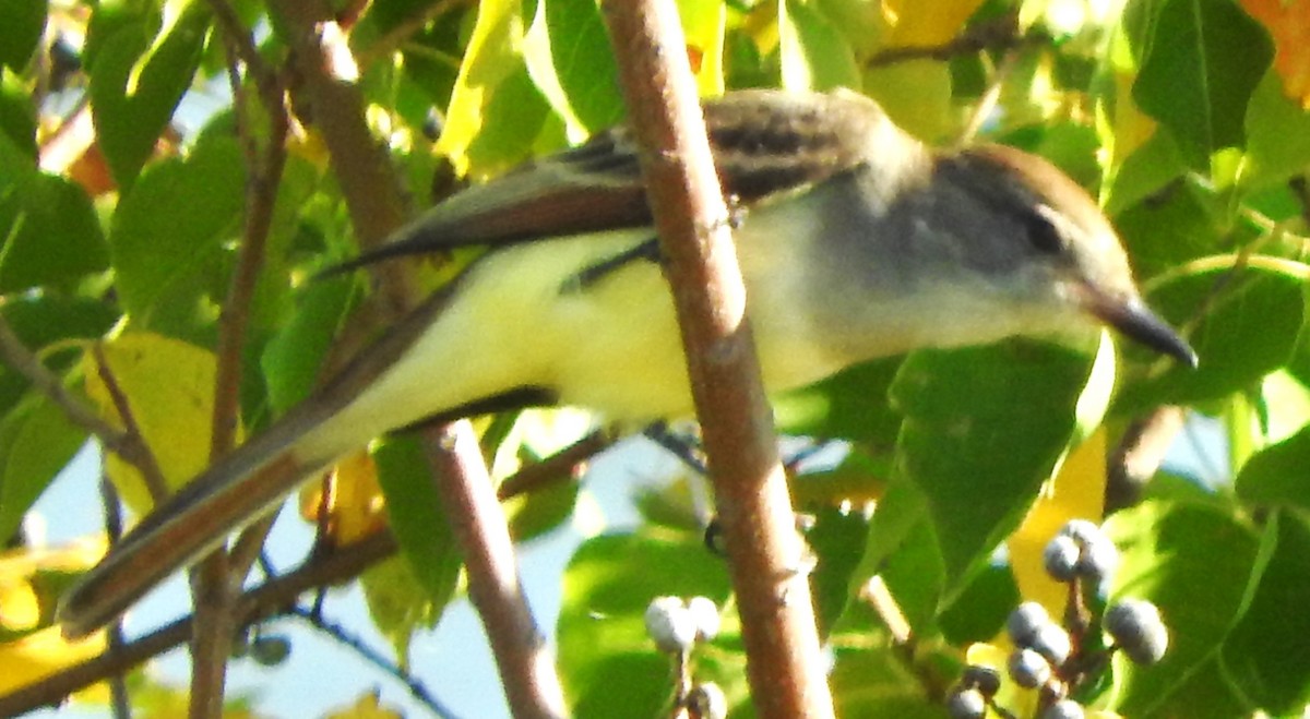 Ash-throated Flycatcher - ML645752566