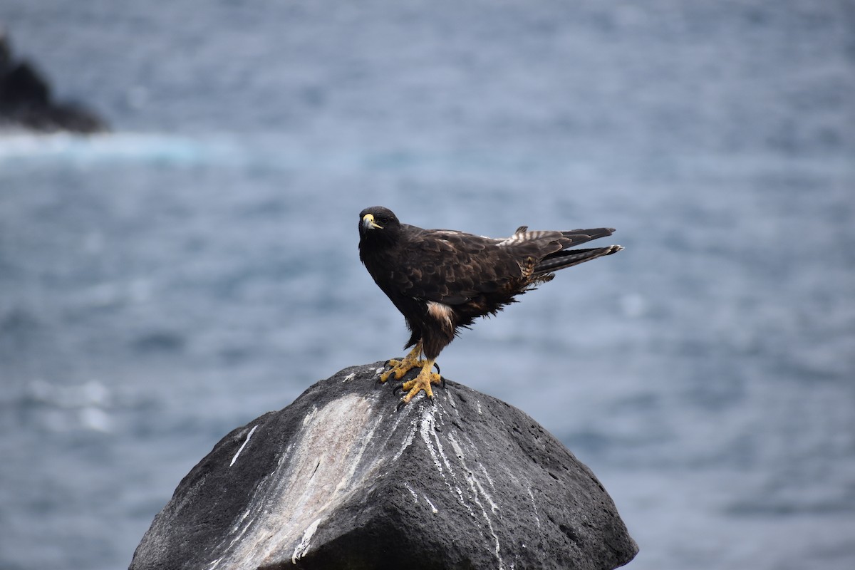 káně galapážská - ML645752575