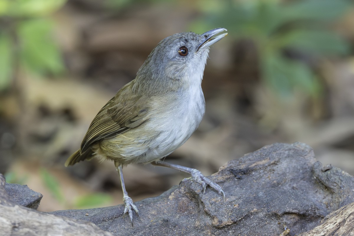 Horsfieldmausdrossling - ML645752578