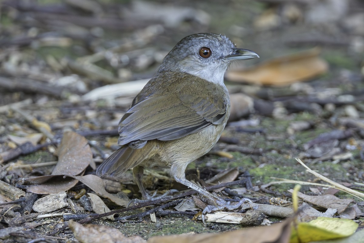 Horsfieldmausdrossling - ML645752579