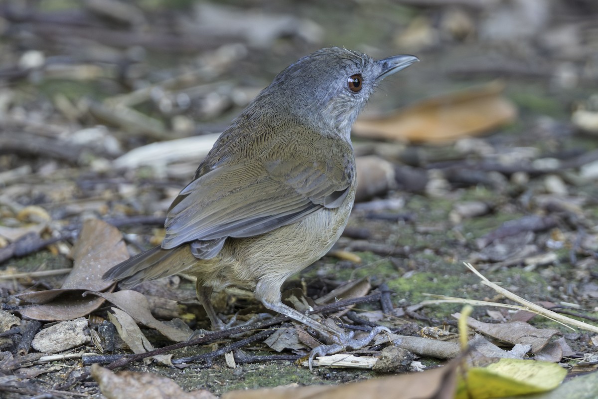 Horsfieldmausdrossling - ML645752580