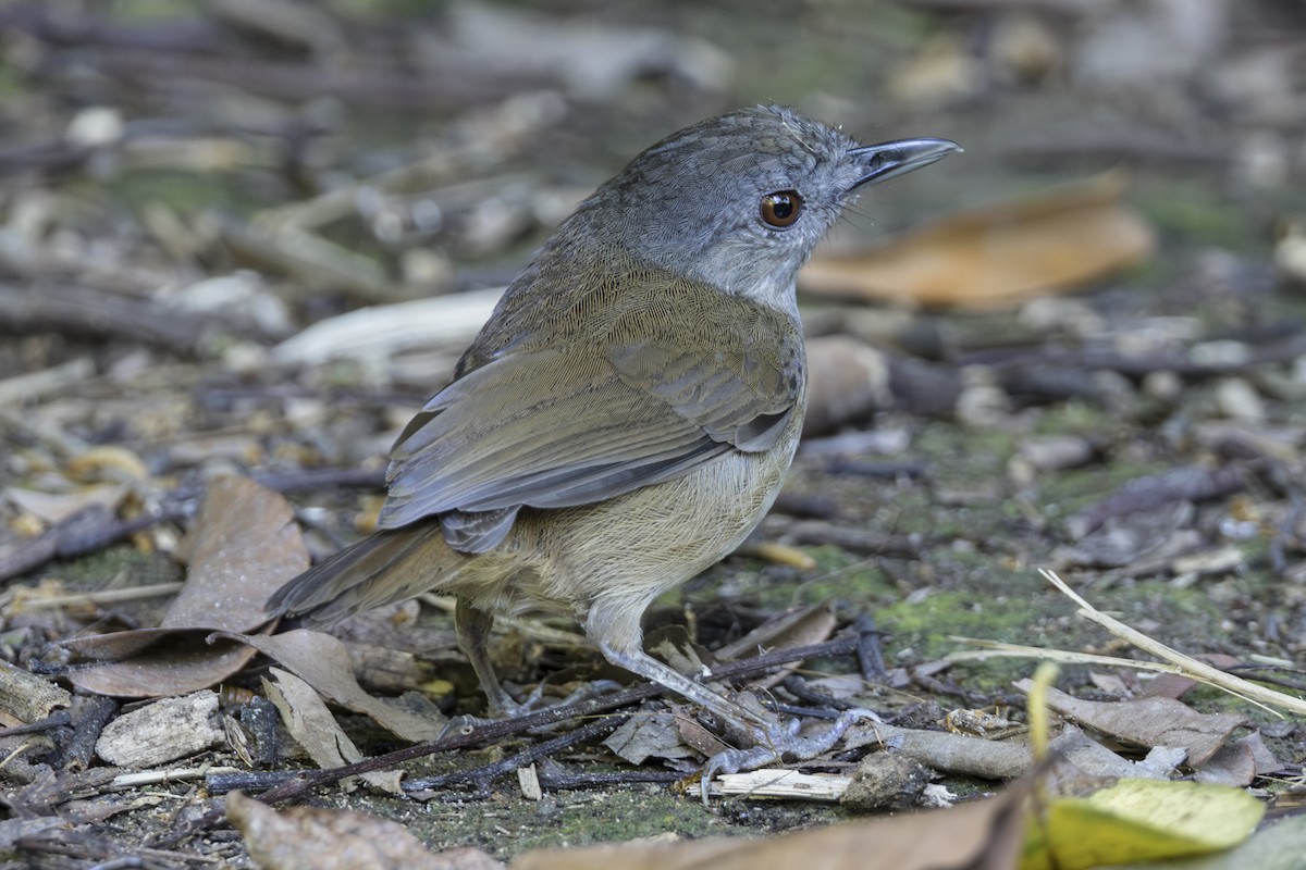 Horsfieldmausdrossling - ML645752581