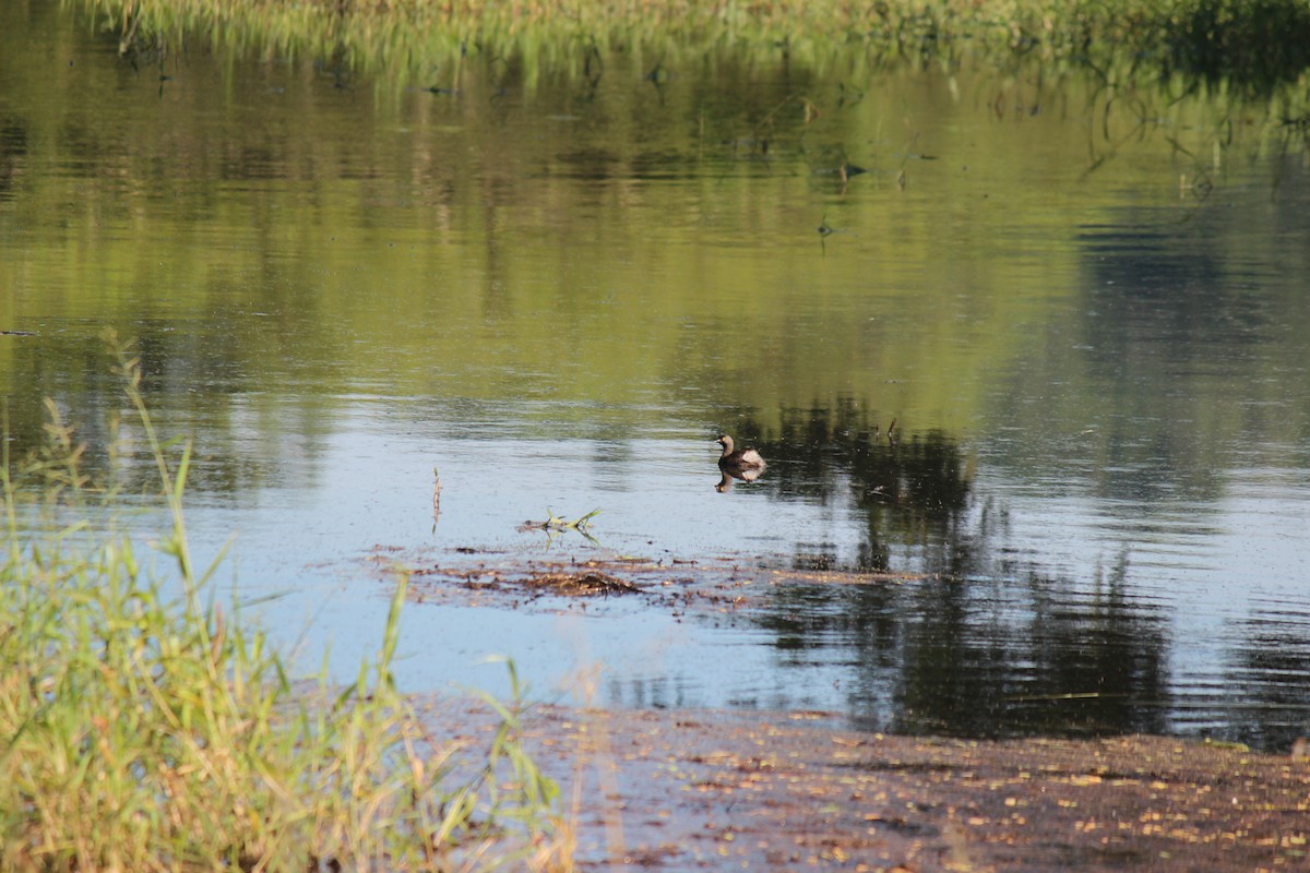 Least Grebe - ML645752585
