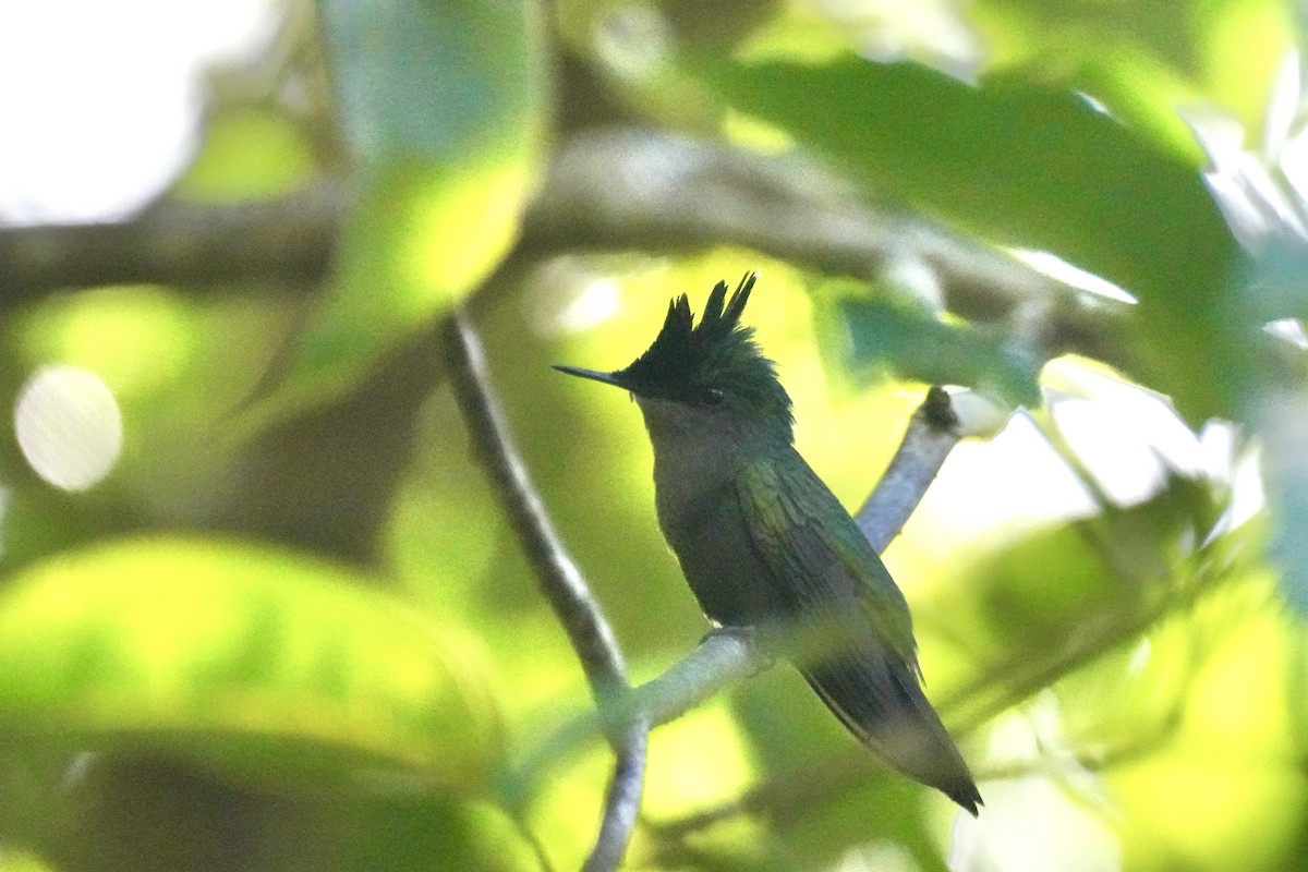 Antillean Crested Hummingbird - ML645752590