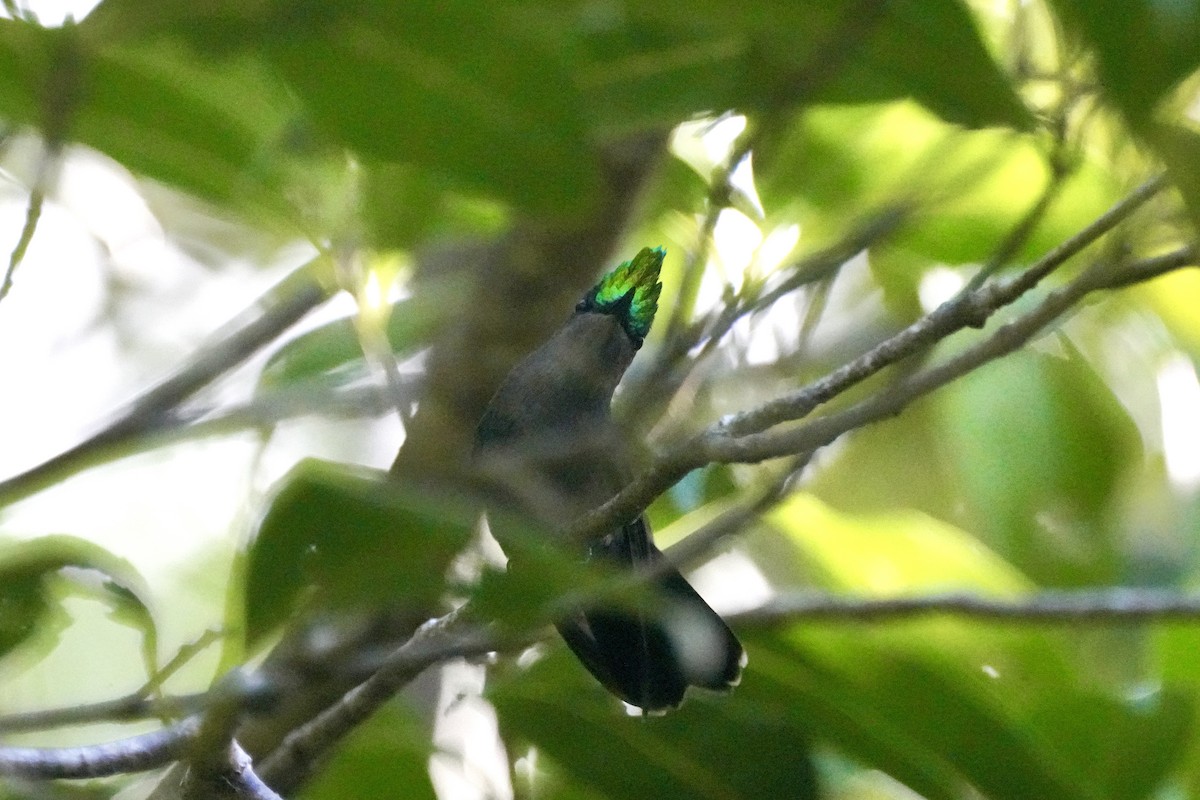Antillean Crested Hummingbird - ML645752591