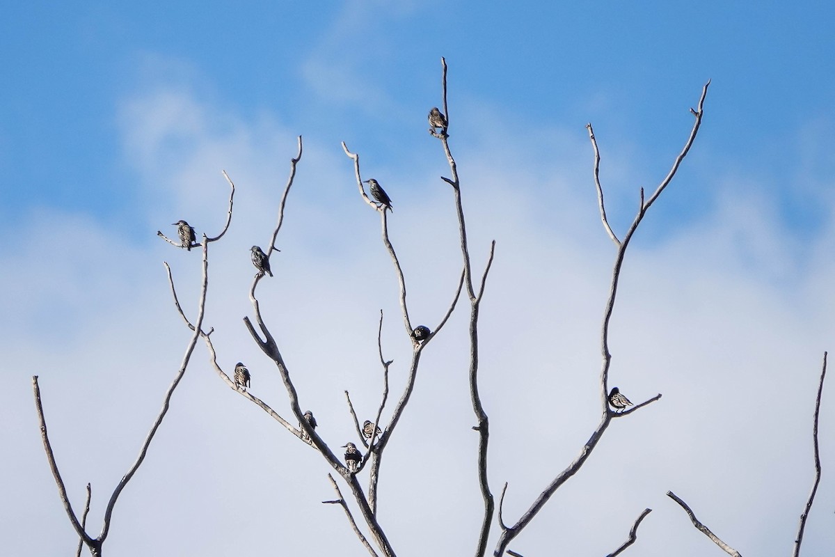 European Starling - ML645752592
