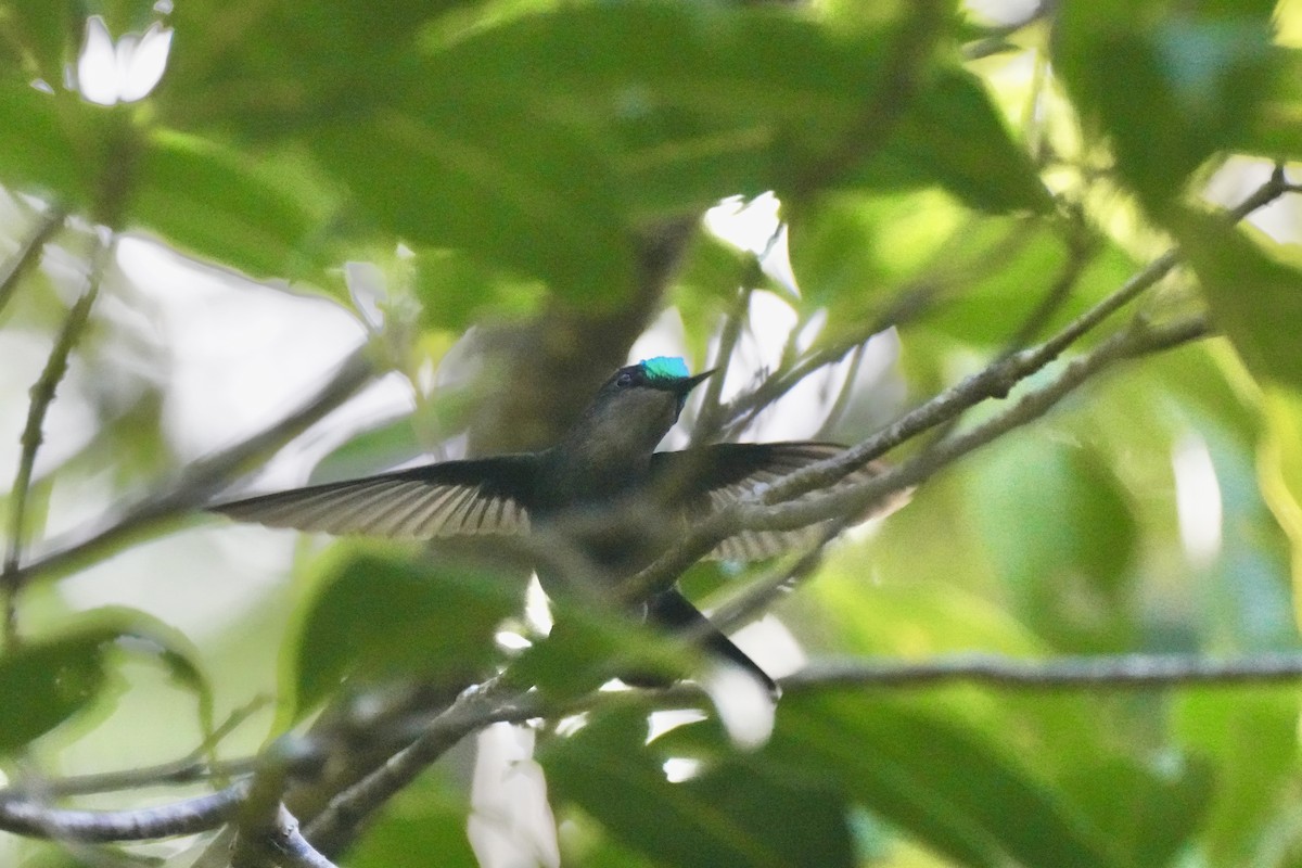 Antillean Crested Hummingbird - ML645752594