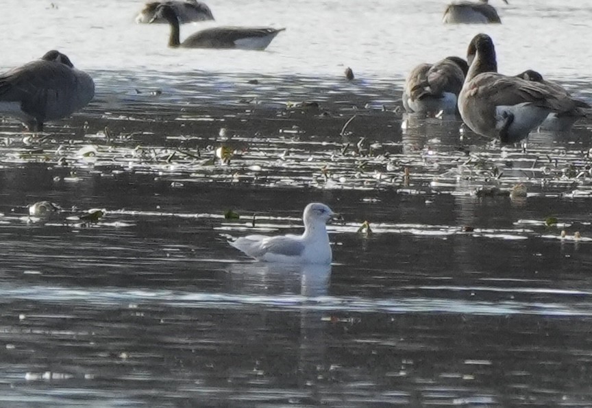 Ring-billed Gull - ML645752595