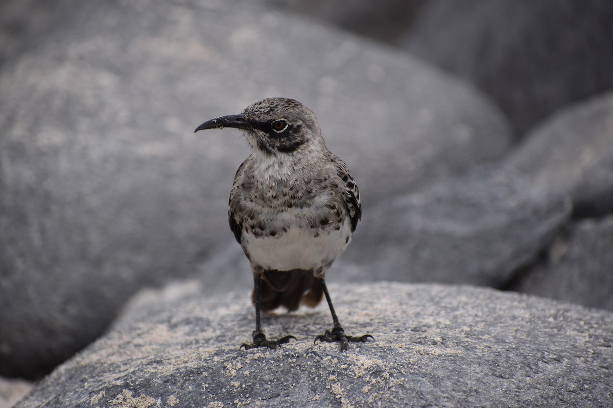 drozdec velkozobý - ML645752598