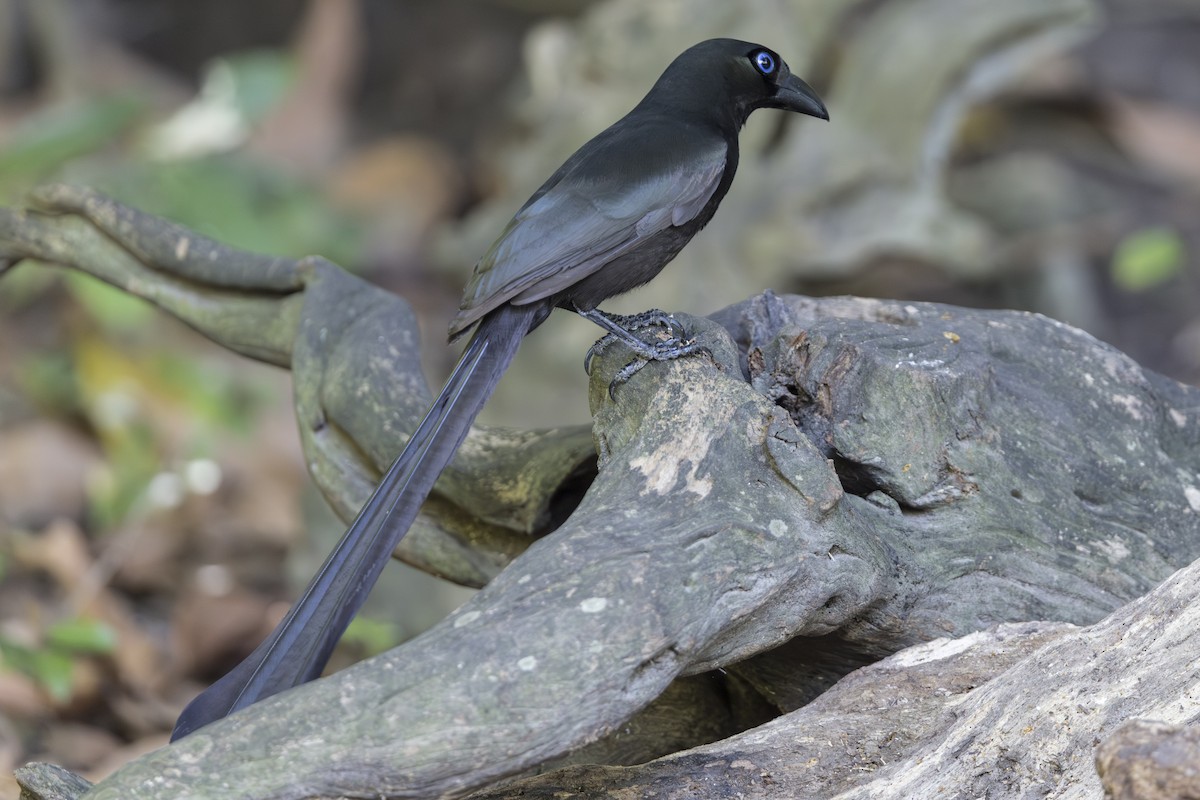 Ракетохвостая сорока - ML645752599