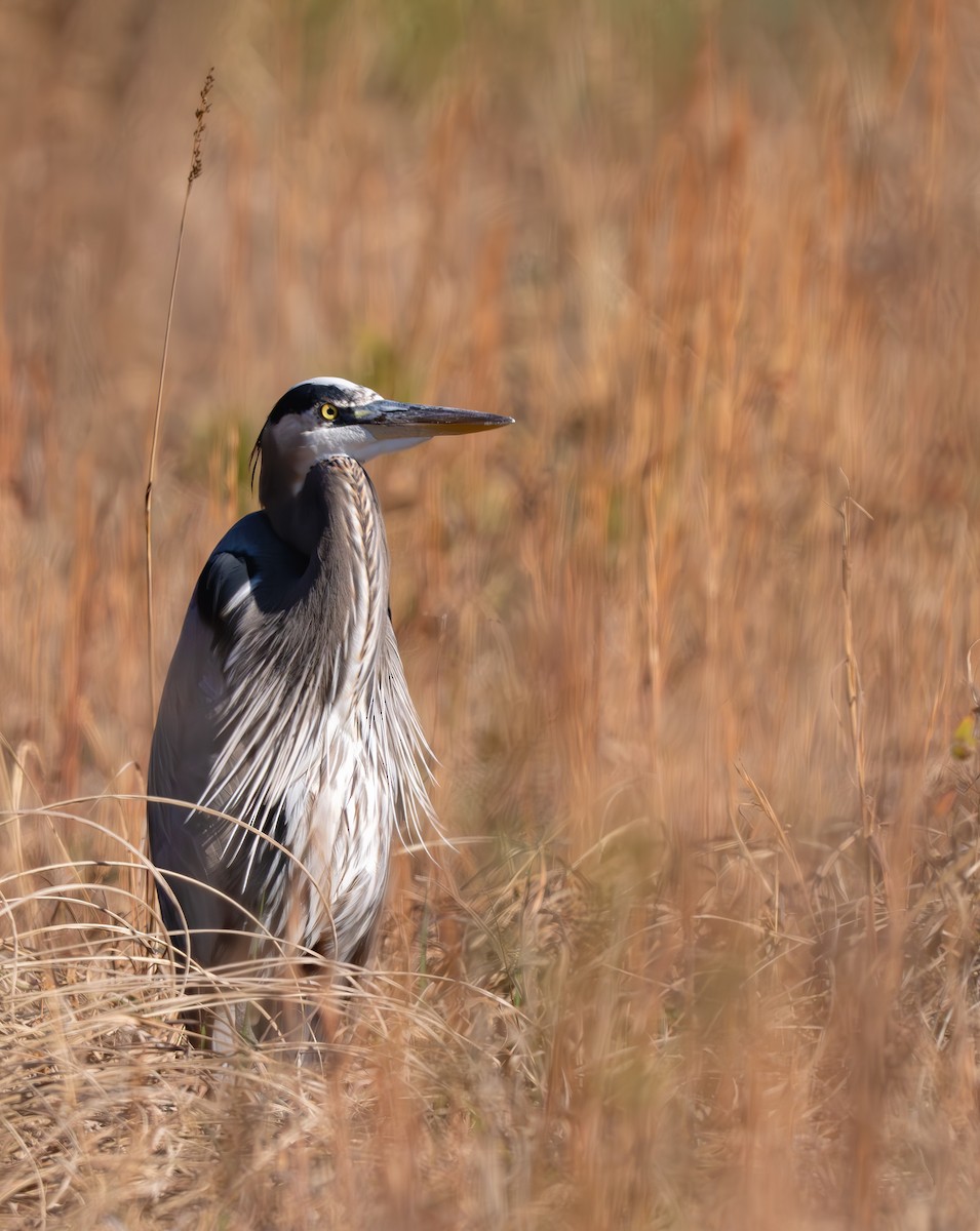Kanadareiher [herodias-Gruppe] - ML645752600