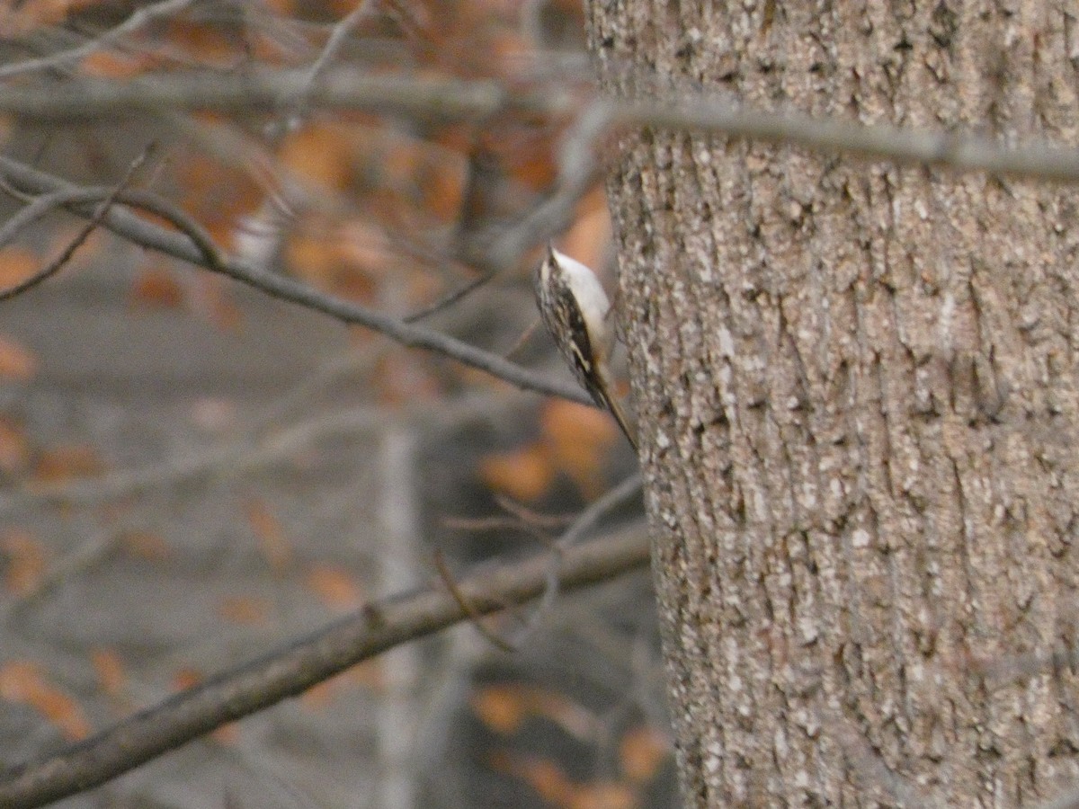 Brown Creeper - ML645752601