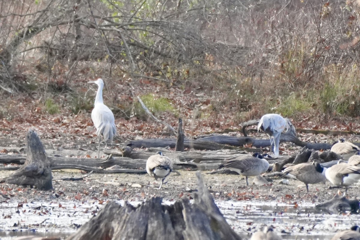 Sandhill Crane - ML645752602