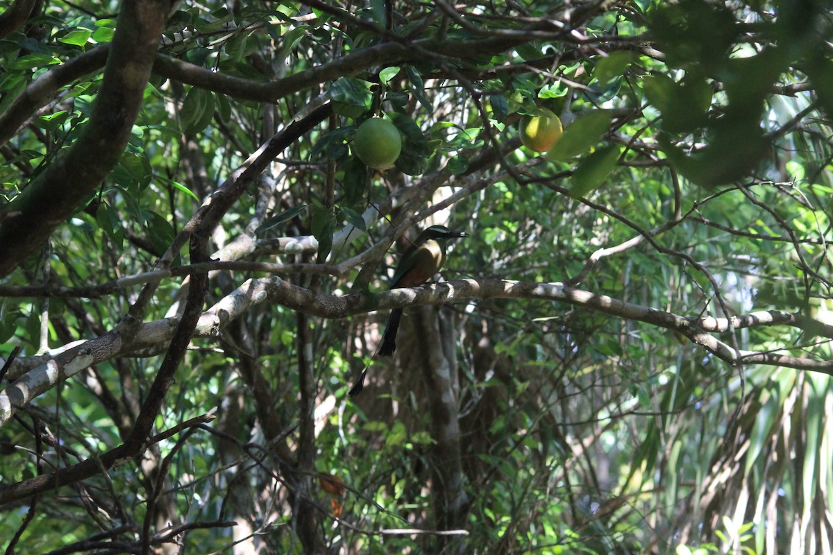 Момот рудочеревий - ML645752609