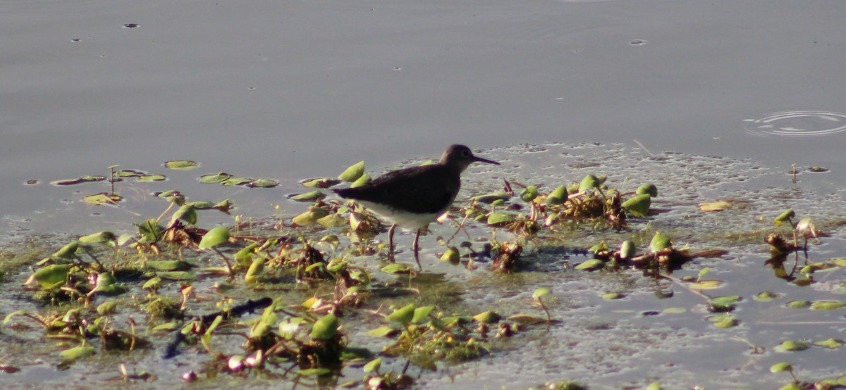 Solitary Sandpiper - ML645752611